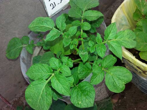 olgabijoux.ot en Hamelin: Flora  (Luján de Cuyo), Solanum tuberosum