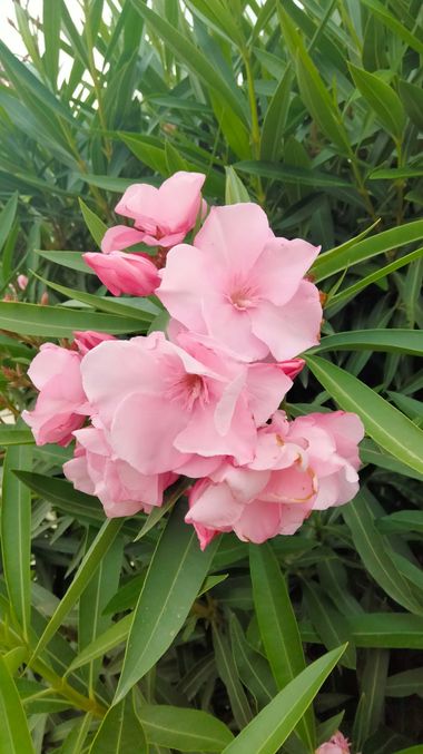 Solerantonio2 en Hamelin: Flora  (Calle Dama), Nerium oleander, Planta