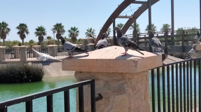 Solerantonio2 en Hamelin: Fauna  (Almeria), Aves