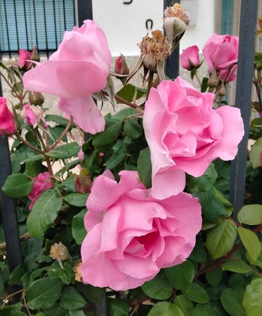 Solerantonio2 en Hamelin: Flora  (Turrillas), Rosas de jardin