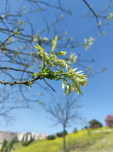 IreneRoldan en Hamelin: Flora  (Madrid), Brotes de primavera