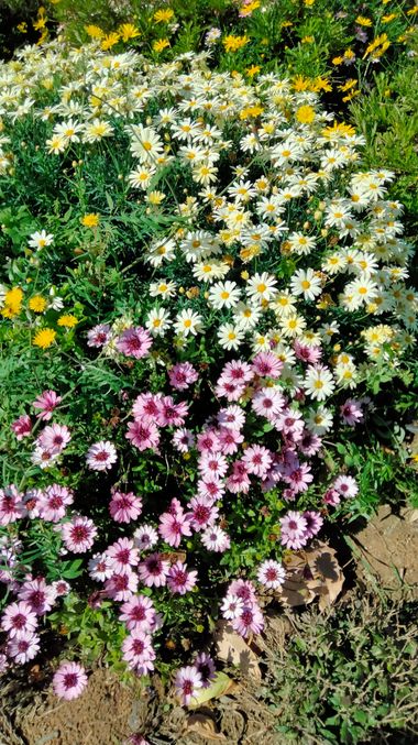 Solerantonio2 en Hamelin: Flora  (Avenida del Mediterráneo), Planta