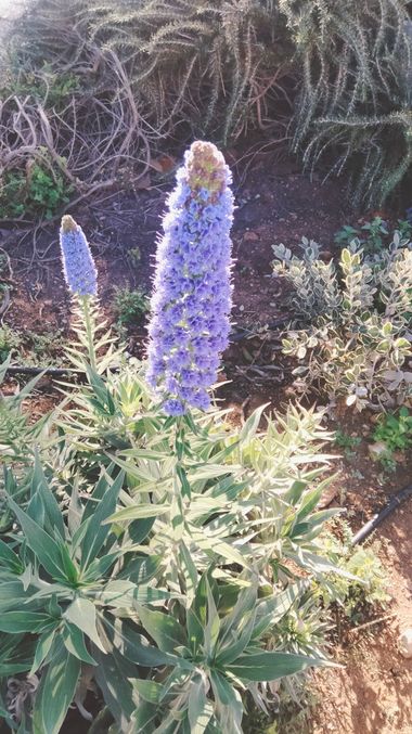 Solerantonio2 en Hamelin: Flora  (Almería), Echium candicans, Planta