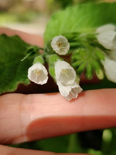 IreneRoldan en Hamelin: Flora  (Madrid), Symphytum orientale, Primavera en el #realjardinbotanicomadrid 