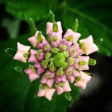 Navarroarevalomariateresa en Hamelin: Flora  (Viesca), Knautia arvensis, Hermosos y pequeños botones!!