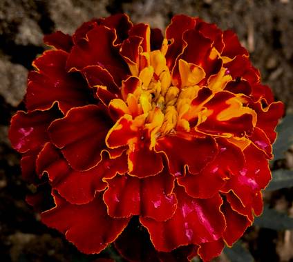 Mistela17 en Hamelin: Flora, Tagetes erecta, #flora21 