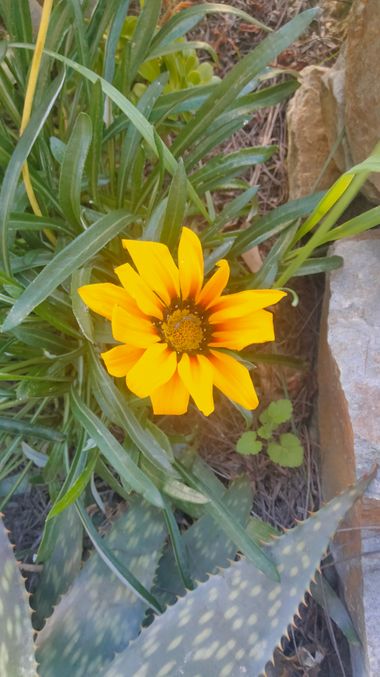 Solerantonio2 en Hamelin: Flora  (Sorbas), Gazania linearis, Planta