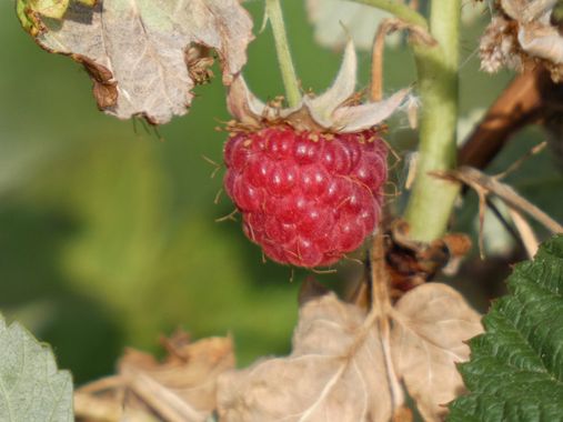 mariale en Hamelin: Flora, Rubus idaeus, 📸 #marialemdza  
jueveses, 21/07/2022 🌿 
#SantaMaríaDelPuertoDeSomiedo #Asturias #Somiedo #Frambuesas #frutas #...