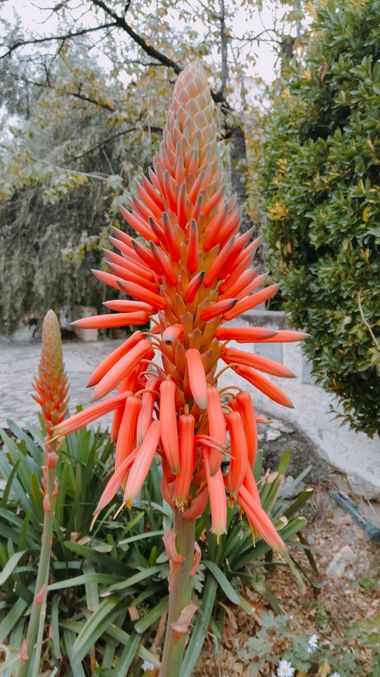 Solerantonio2 en Hamelin: Flora  (Almería), Aloe arborescens, Planta