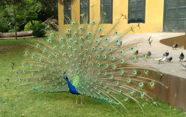 Jimenezchave en Hamelin: Fauna  (Donostia), Fotografía de un pavo real en el Parque de Cristina Enea de San Sebastián.
El pavo real común​ (Pavo cristatus)...