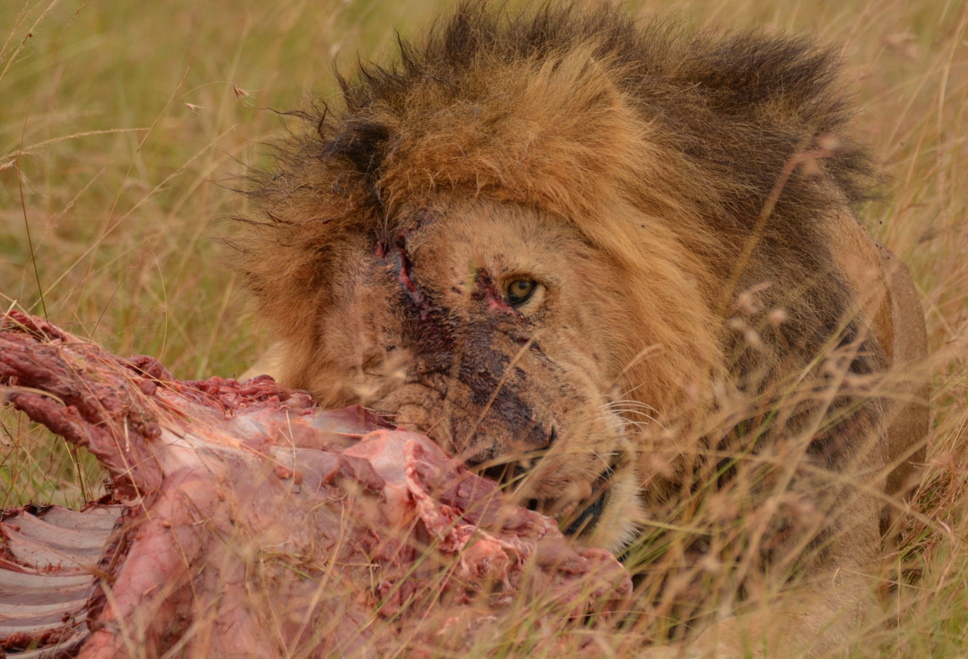 "León" (Panthera leo) 