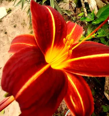 Mieempresario1 en Hamelin: Flora  (Pasto)