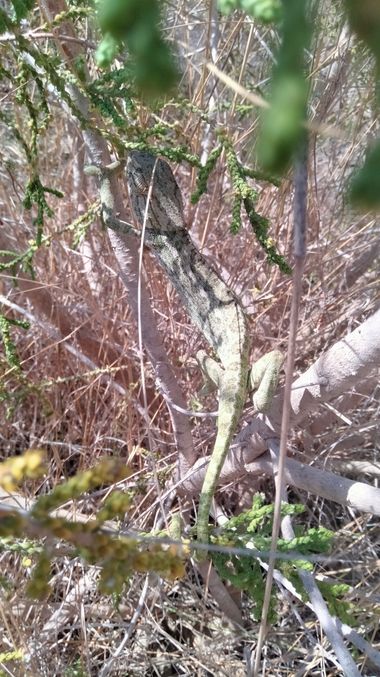 Solerantonio2 en Hamelin: Fauna  (Níjar), Reptil