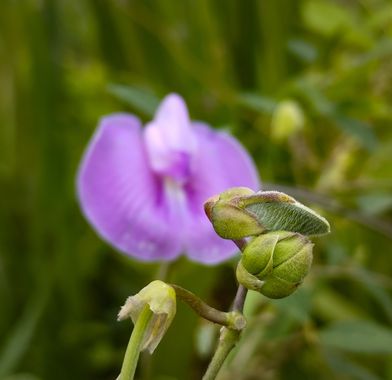 Michael_vinasco en Hamelin: Flora  (Ansermanuevo), #flora #flower