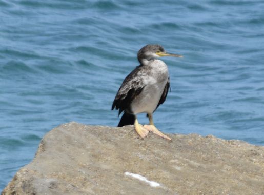 Solerantonio2 en Hamelin: Fauna  (Carboneras), Gulosus aristotelis (Linnaeus, 1761), Cormorán moteado