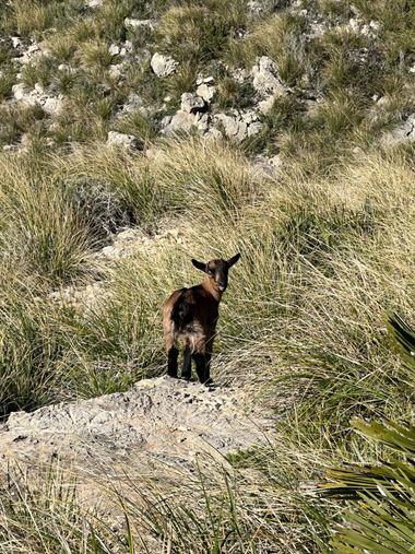 Eudimer20 en Hamelin: Fauna, #animal 