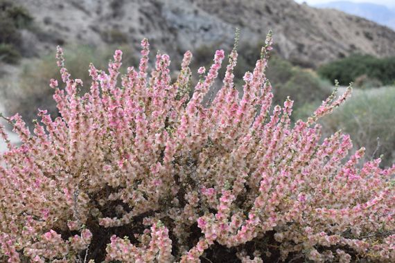 Solerantonio2 en Hamelin: Flora  (Rioja), Soda oppositifolia, Planta