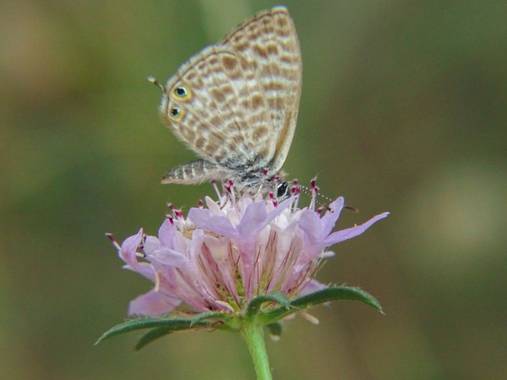 Eritz.cortazar en Hamelin: Fauna  (Cambrils), Gris estriada 🦋
.
.
.
#gris #estriada #mariposa #butterfly #insect #florayfauna_es #hamelin #nature #bio #bi...