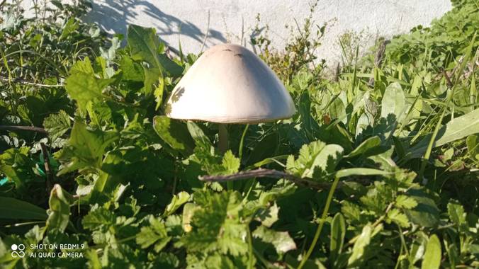 GreenPhoto en Hamelin: Observación  (Valencia de Alcántara), #Otoño20