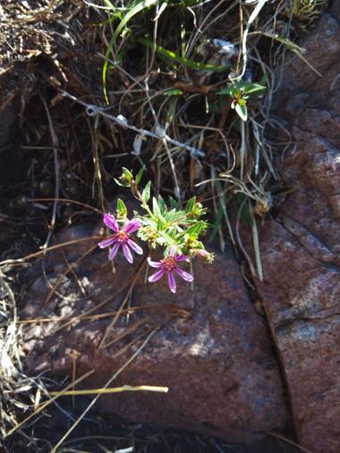 aban.yanet.vanina en Hamelin: Flora, #sierras
#flora
#flores
#Tandil 