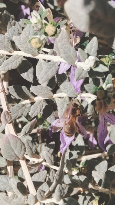Solerantonio2 en Hamelin: Fauna  (Almería), Avispa europea