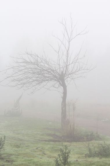 XxPrOzMeNxX en Hamelin: Paisaje, #arbol #arbustos #baum #black #branches #camino #color #colourful #day #dia #farbe #fog #grün #grass #gras #green #nebel ...