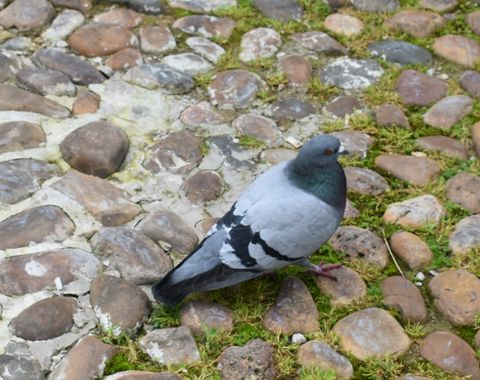Solerantonio2 en Hamelin: Fauna  (Córdoba), Paloma
