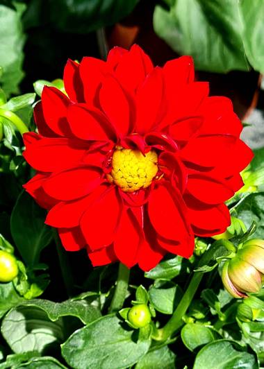 Lauratduch en Hamelin: Flora  (El Vendrell), Fotomovil