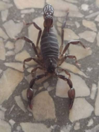 Eliaasrnr en Hamelin: Fauna  (Chical Co), #escorpion #artropodos #arachnida #scorpiones #lapampaargentina #argentina #conservacion 
