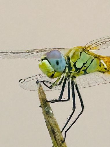 su en Hamelin: Fauna  (Calle Guadalquivir), #insectos #libelula 