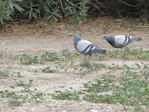 Solerantonio2 en Hamelin: Fauna  (Almería), Columba livia J.F.Gmelin, 1789, Paloma domestica