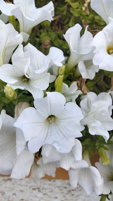 Solerantonio2 en Hamelin: Flora  (Avenida del Mediterráneo), Petunia × atkinsiana