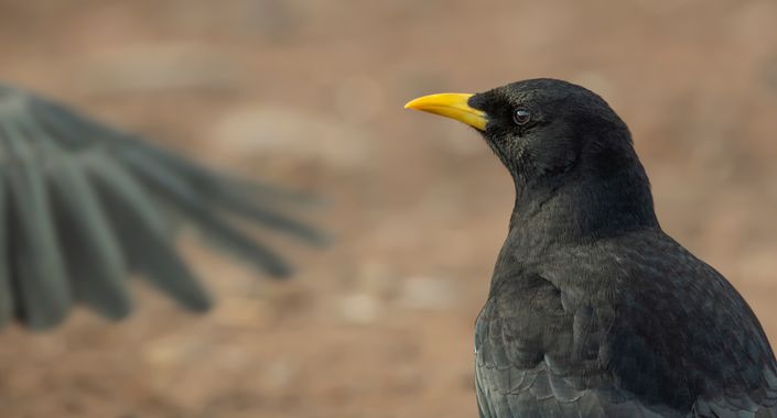 Ignicapillus en Hamelin: Fauna  (Oukaimden), Pyrrhocorax graculus (Linnaeus, 1766), Chova piquigualda

Podemos encontrar a la Chova piquigualda en macizos ...