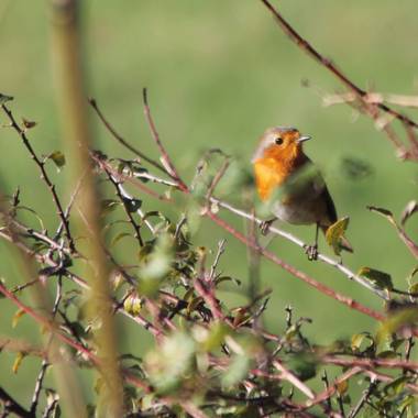 mungikoa en Hamelin: Fauna  (Gatica), #aves21 