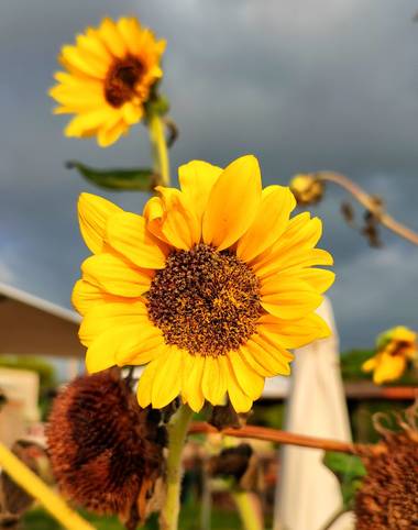 Helenbell33 en Hamelin: Flora  (Peñíscola), #girasoles #flores #castellodelaplana #serradirta#comunitatvalenciana 
