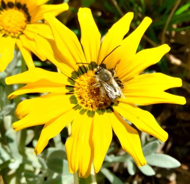 Solerantonio2 en Hamelin: Fauna  (Almería), Insecto