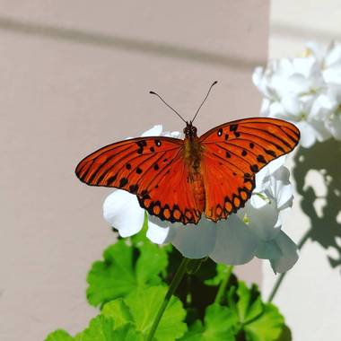 lemuriana81 en Hamelin: Fauna, Mariposa Monarca en mi patio
