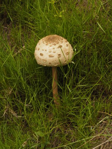 Joserequenadomene en Hamelin: Observación  (Badalona), #hongos