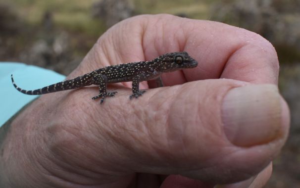 Solerantonio2 en Hamelin: Fauna  (Níjar), Reptil