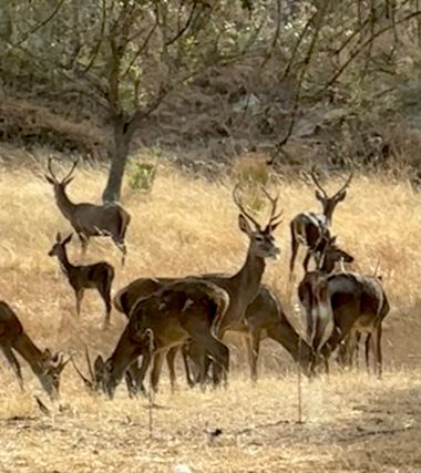 su en Hamelin: Fauna  (Aroche), Cervus elaphus Linnaeus, 1758, #fauna #ciervos 