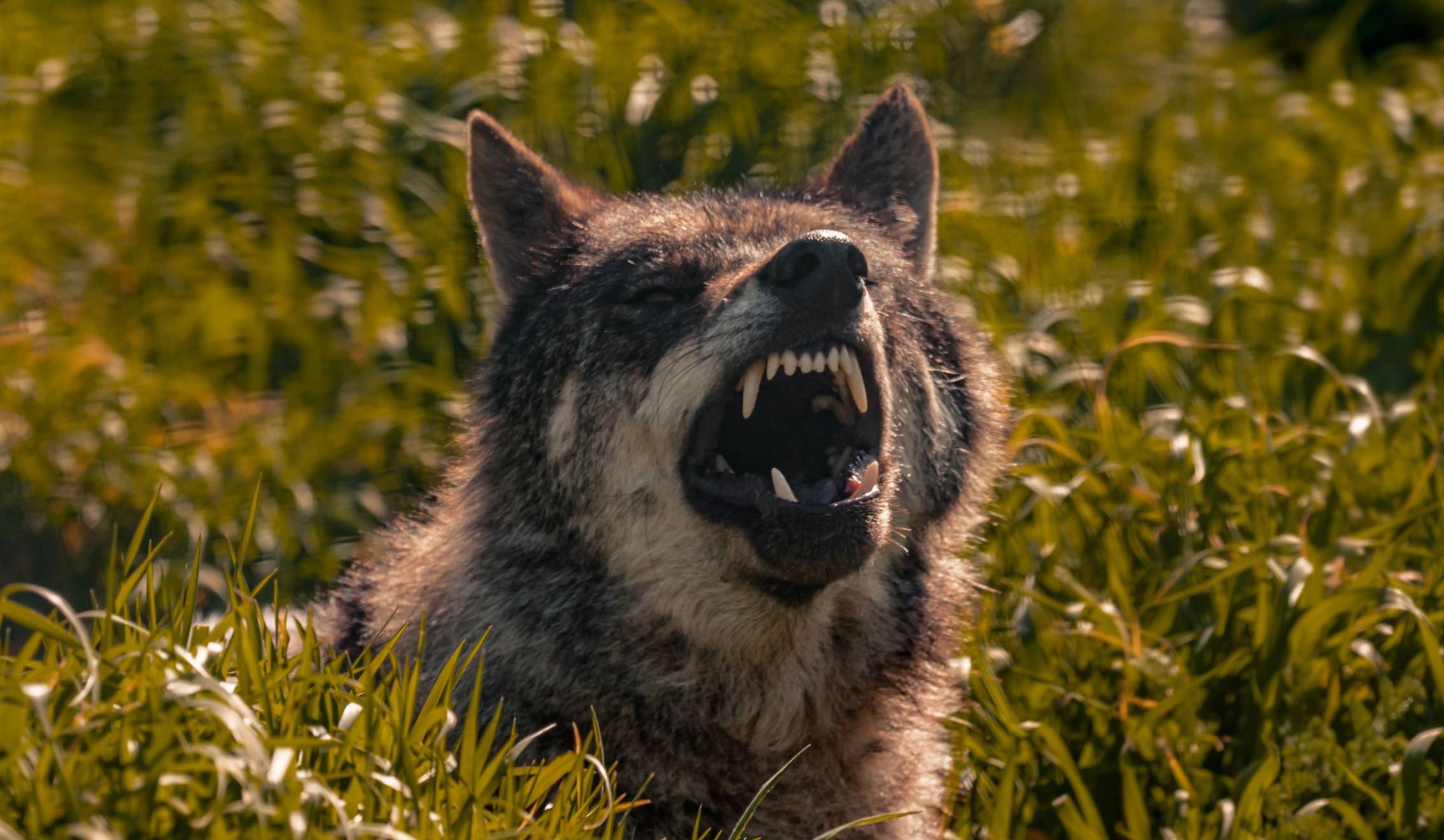 Lobo europeo *(Canis lupus lupus)*