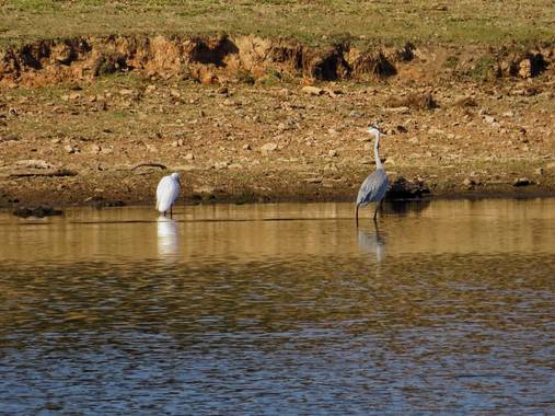 fabiola en Hamelin: Fauna  (Oliva de la Frontera), Ardea cinerea Linnaeus, 1758, #garzas #real #pantano #sol
