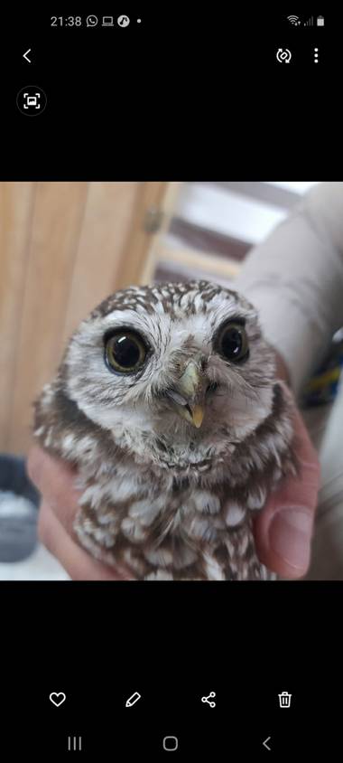 Casgeo911 en Hamelin: Fauna  (Tecámac), Athene cunicularia hypugaea (Bonaparte, 1825), Athene cunicularia, quisiera saber si es subespecie?