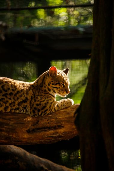 jucordivph en Hamelin: Fauna, Rescatada por el refugio de animales silvestres #guiraoga. Víctima de #mascotismo.
.
.
No financies esto, no compres animale...