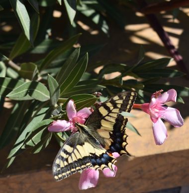 Solerantonio2 en Hamelin: Fauna  (Almería), Mariposa Insecto