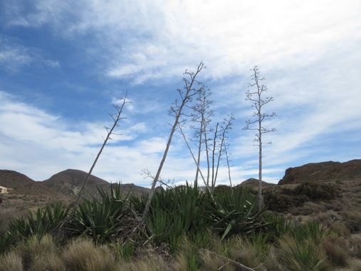 Solerantonio2 en Hamelin: Paisaje  (Almería), Coincidencias visuales