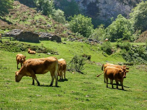 mariale en Hamelin: Fauna  (Caso), 📸 #marialemdza
💚 🌿🌸🌿💚
#CumpleHamelin
#Naturaleza #BellezaNatural #vacas #ganado #vaca 
#Asturias  #Montaña #forest...