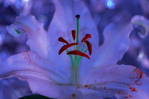 Mónica del Monte en Hamelin: Flora, Chasmanthe aethiopica, #flora21