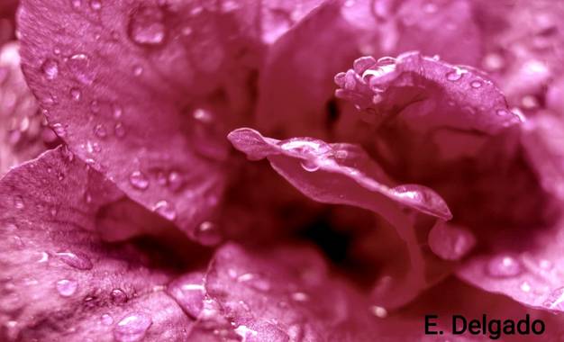 Elena_dou en Hamelin: Flora 