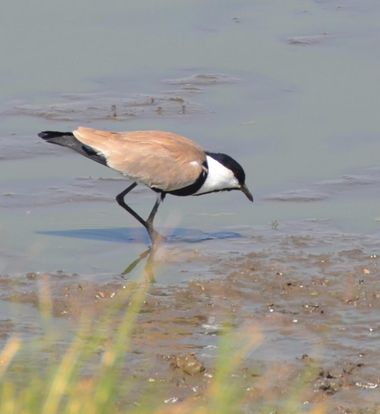 su en Hamelin: Fauna  (Nakuru), Vanellus spinosus (Linnaeus, 1758), #fauna #ave 